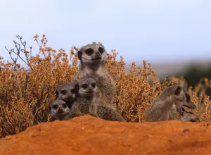 group of Meerkats jigsaw puzzle