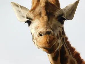 brown and gray giraffe jigsaw puzzle
