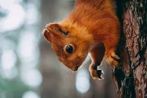squirrel on tree trunk jigsaw puzzle