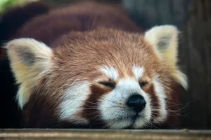 red panda bear jigsaw puzzle