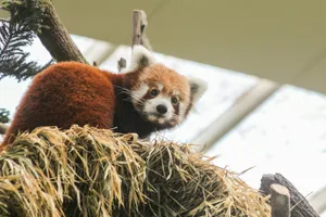 red panda on haystack jigsaw puzzle