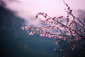 focus photo of pink petaled flowers jigsaw puzzle