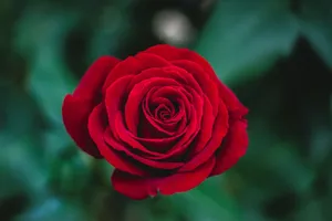 shallow focus photography of red rose jigsaw puzzle