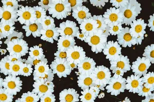 bed of daisies jigsaw puzzle