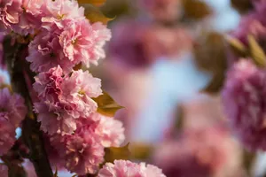 selective photography of pink carnation flowers jigsaw puzzle