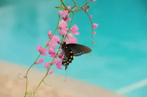 butterfly jigsaw puzzle