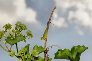 lizard jigsaw puzzle