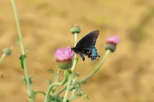 butterfly jigsaw puzzle