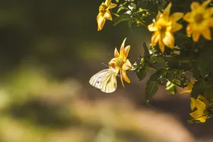 butterfly jigsaw puzzle