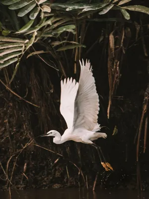 A graceful egret takes flight over a jungle stream, surrounded by lush tropical foliage. jigsaw puzzle