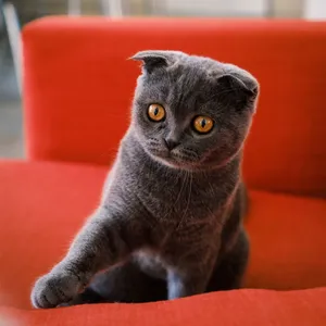 Adorable Scottish Fold cat with bright orange eyes sitting on a vibrant red sofa indoors. jigsaw puzzle