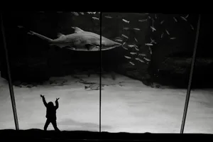 A child silhouette enthusiastically gazing at a shark display in an aquarium, South Africa. jigsaw puzzle