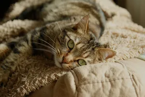 A serene tabby cat lounging comfortably on a fluffy beige blanket. jigsaw puzzle