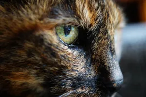 A detailed macro shot of a tortoiseshell cat's eye showcasing vibrant colors and textures. jigsaw puzzle