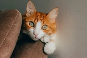A cute ginger cat with bright eyes resting on a sofa indoors, looking playful and cozy. jigsaw puzzle