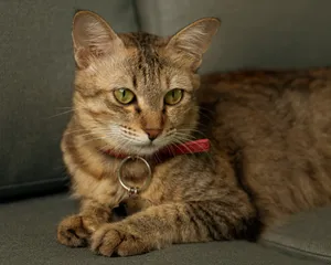 A close-up image of a tabby cat with a red collar lying on a couch, exuding comfort. jigsaw puzzle