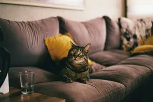 A relaxed cat sitting on a soft sofa with pillows in a cozy room setting. jigsaw puzzle