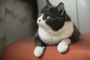 A close-up portrait of a calm domestic cat resting on an orange couch indoors. jigsaw puzzle