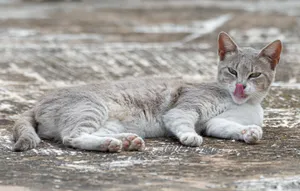 Gray tabby cat lying down outdoors, licking nose with a content expression. jigsaw puzzle