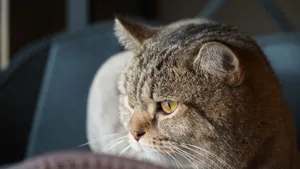 A detailed close-up shot of a contemplative tabby cat sitting indoors. jigsaw puzzle