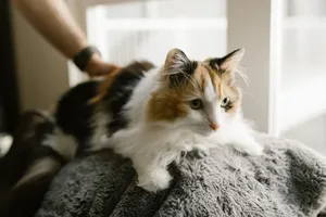 Cute calico cat resting comfortably on a soft blanket indoors, showcasing its fluffy fur in natural light. jigsaw puzzle