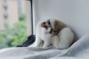 Two fluffy Ragdoll cats cuddle on a blanket by a window, offering a serene indoor pet scene. jigsaw puzzle