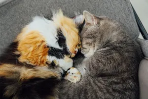 Two adorable cats snuggling together, showcasing warmth and companionship. jigsaw puzzle