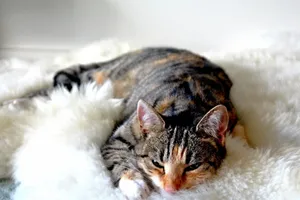 A cute tabby cat peacefully sleeping on a soft white rug indoors. jigsaw puzzle