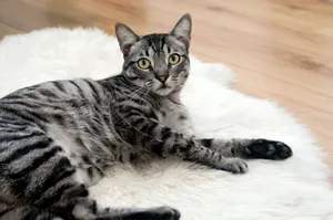 A cute grey tabby cat lying on a fluffy white rug indoors. jigsaw puzzle