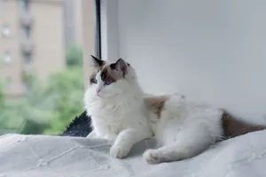 A fluffy Ragdoll cat with blue eyes lounges on a sunny windowsill indoors. jigsaw puzzle