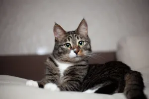 Close-up of a tabby cat lounging on a couch with a gentle expression indoors. jigsaw puzzle