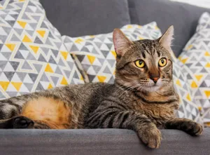 Close-up of a tabby cat lounging on a couch with geometric cushions indoors. jigsaw puzzle