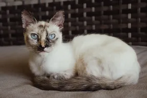 A serene Siamese cat with striking blue eyes relaxing on a bed indoors. Perfect for pet lovers. jigsaw puzzle