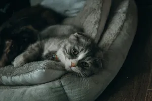 Cute gray kitten lying comfortably on a soft pet bed indoors, looking serene. jigsaw puzzle
