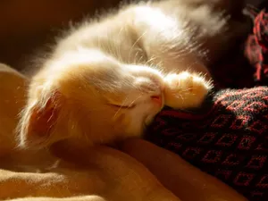 A ginger kitten sleeps peacefully on a cozy blanket in warm sunlight, evoking tranquility and comfort. jigsaw puzzle