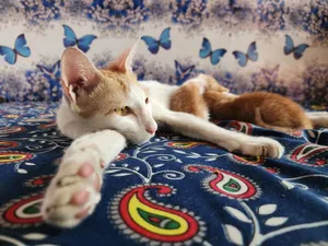 A serene cat lounges on vibrant, patterned fabric with a blue butterfly backdrop. jigsaw puzzle