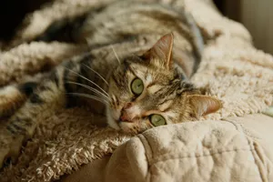 A cozy tabby cat lounging on a soft beige blanket indoors. jigsaw puzzle