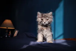 Adorable fluffy kitten sitting on a bed illuminated by sunlight, indoors. jigsaw puzzle