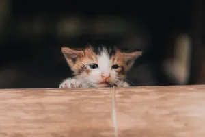 A charming calico kitten peeks over a wooden surface in a cozy indoor setting. jigsaw puzzle