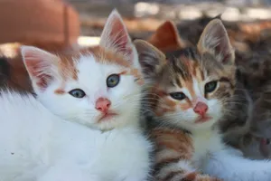 Close-up of two cute kittens snuggling together, showcasing their charming expressions. jigsaw puzzle