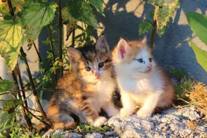 Two cute kittens sit together on a sunlit rock surrounded by green plants. jigsaw puzzle