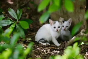 Adorable white kittens with black spots hiding in the lush green forest. jigsaw puzzle