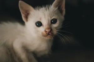 Close-up of a white kitten with striking blue eyes, capturing its innocence. jigsaw puzzle