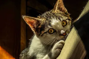 Adorable domestic small cat with brown spots and yellow eyes looking at camera in room with sunlight at home jigsaw puzzle