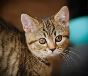 Close-up of a cute tabby kitten indoors, showing curious expression. jigsaw puzzle
