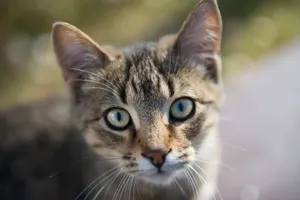 Adorable close-up of a young tabby cat with green eyes outdoors. jigsaw puzzle