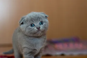 Cute Scottish Fold kitten with gray fur looking curiously indoors, perfect for pet lovers. jigsaw puzzle