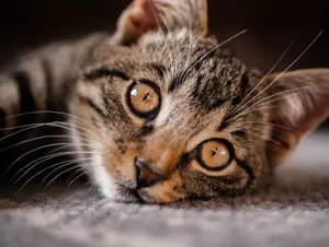 Intimate close-up of a tabby kitten lying down, showcasing its vivid eyes and whiskers. jigsaw puzzle