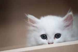 Close-up of a cute white kitten curiously peeking over a ledge. jigsaw puzzle