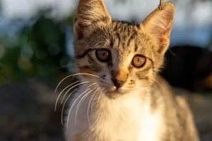 Charming close-up portrait of a young tabby kitten with bright eyes, set against a blurred outdoor background. jigsaw puzzle